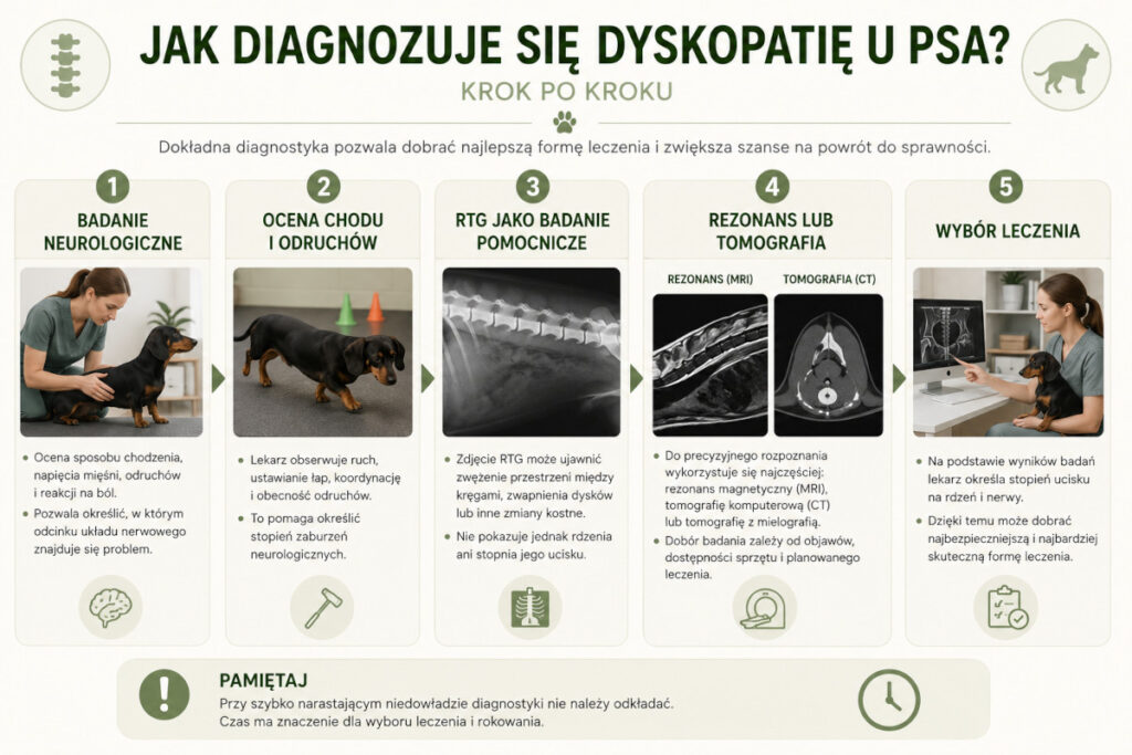 etapy diagnozy dyskopatii u psa - infografika