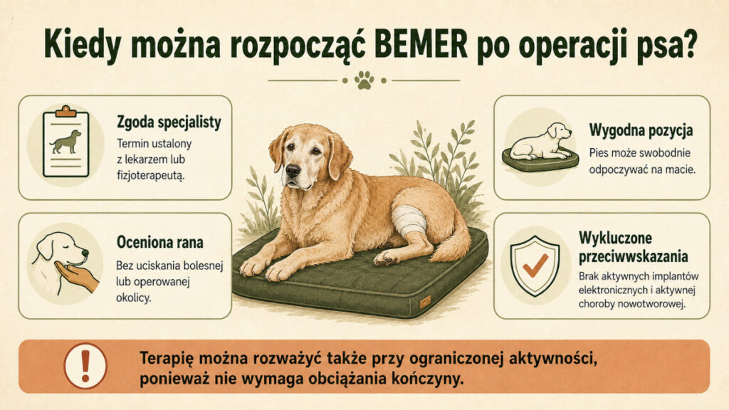 Warunki rozpoczęcia terapii BEMER po operacji ortopedycznej psa