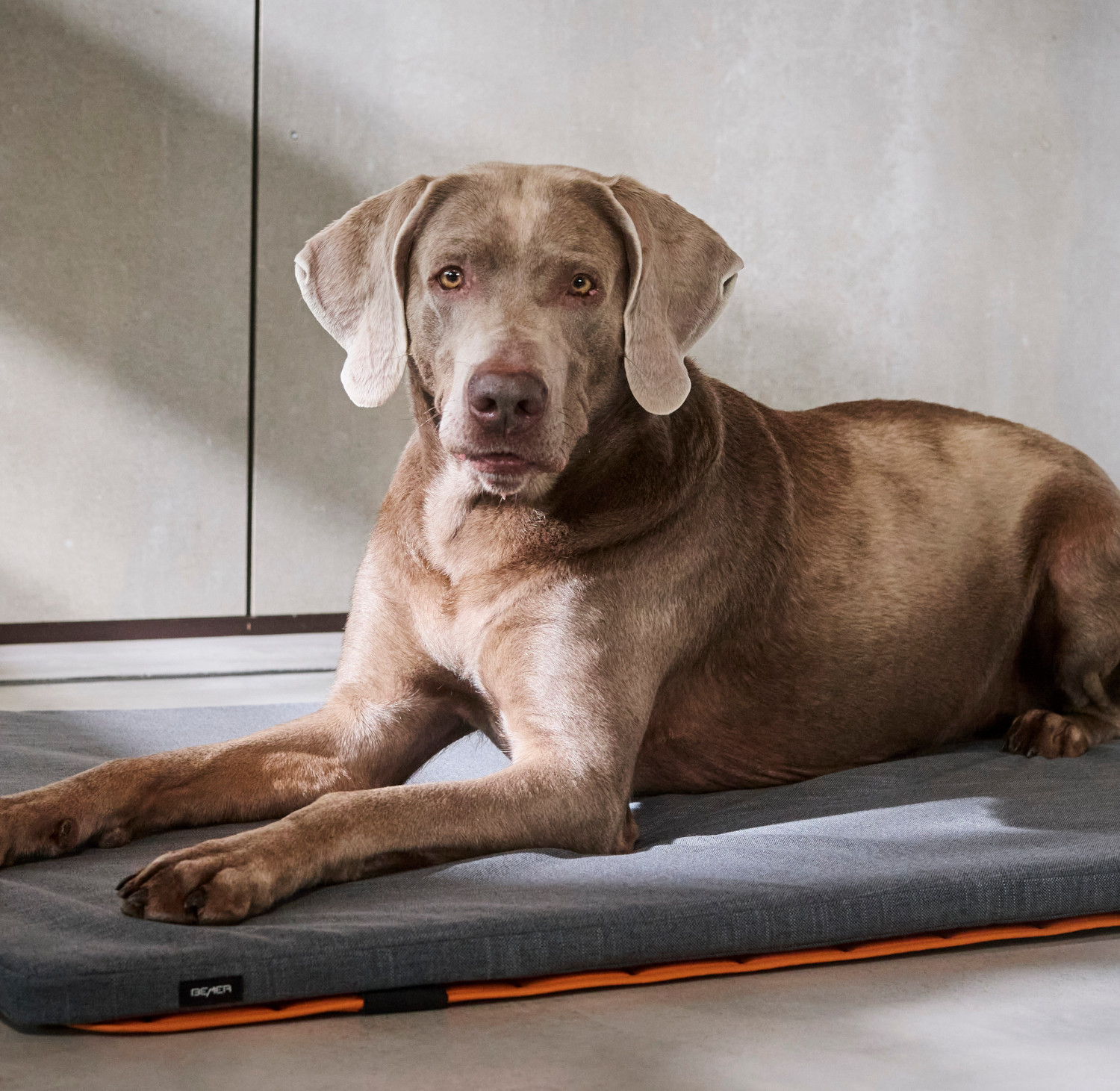 pies odpoczywający na macie bemer dog